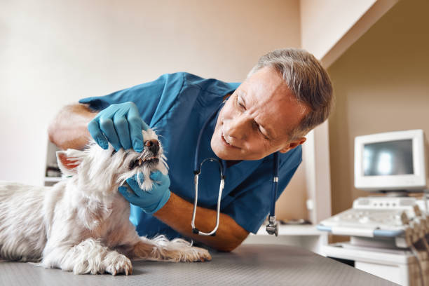 Best Chipped Tooth Repair Near Me  in Indiantown, FL